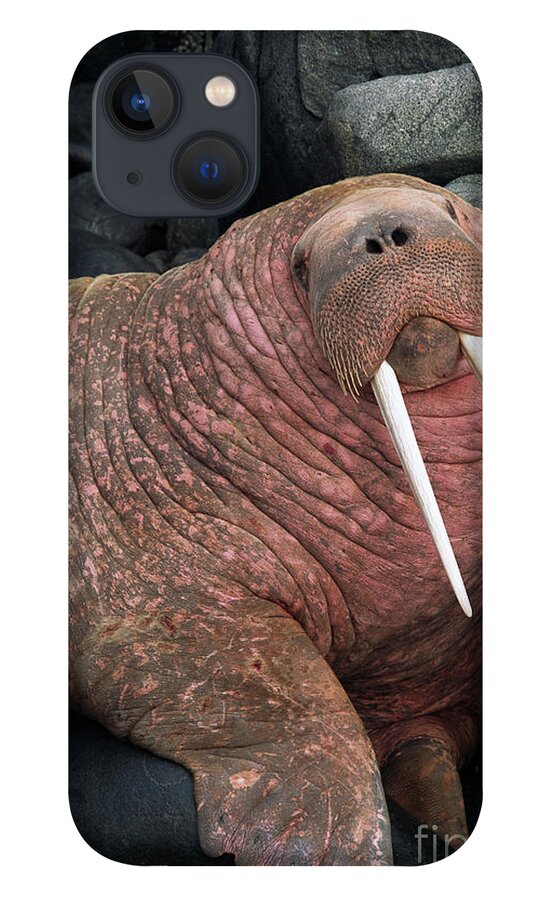00344063 iPhone 13 Case featuring the photograph Pacific Walrus Bull, Round Island by Yva Momatiuk John Eastcott
