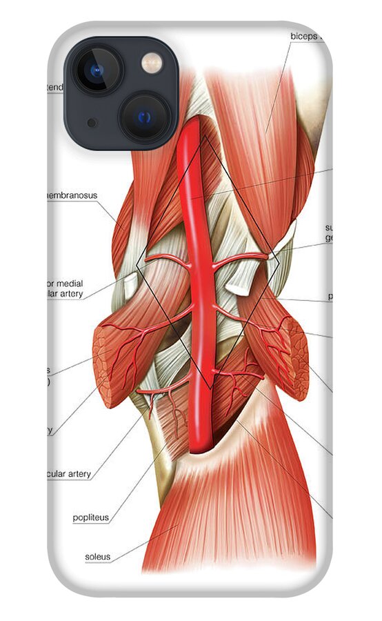 Muscles Of Trunk iPhone Case by Asklepios Medical Atlas - Science