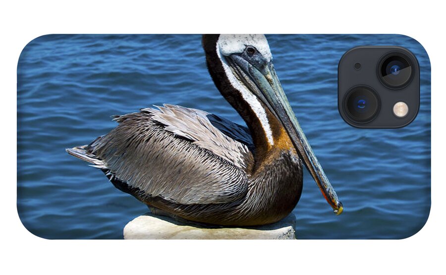 Posing Pelican iPhone 13 Case featuring the photograph Posing Pelican at Stearns Wharf #1 by Barbara Snyder