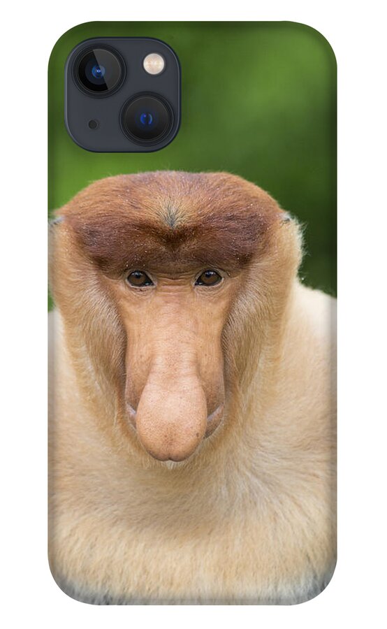 Suzi Eszterhas iPhone 13 Case featuring the photograph Proboscis Monkey Dominant Male Sabah by Suzi Eszterhas
