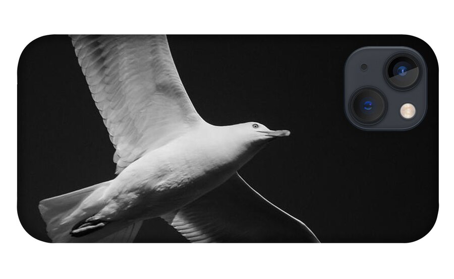 Seagull iPhone 13 Case featuring the photograph Seagull Underglow - Black and White by Kirkodd Photography Of New England