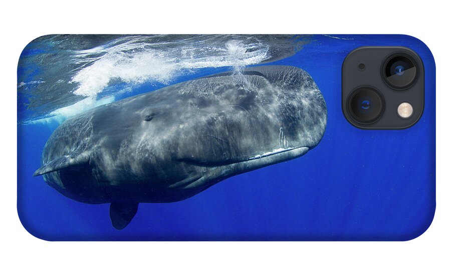 Underwater iPhone 13 Case featuring the photograph Sperm Whale Pyseter Macrocephalus #1 by Stephen Frink