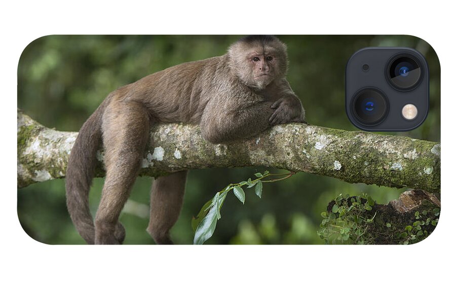 Pete Oxford iPhone 13 Case featuring the photograph White-fronted Capuchin Puerto #1 by Pete Oxford