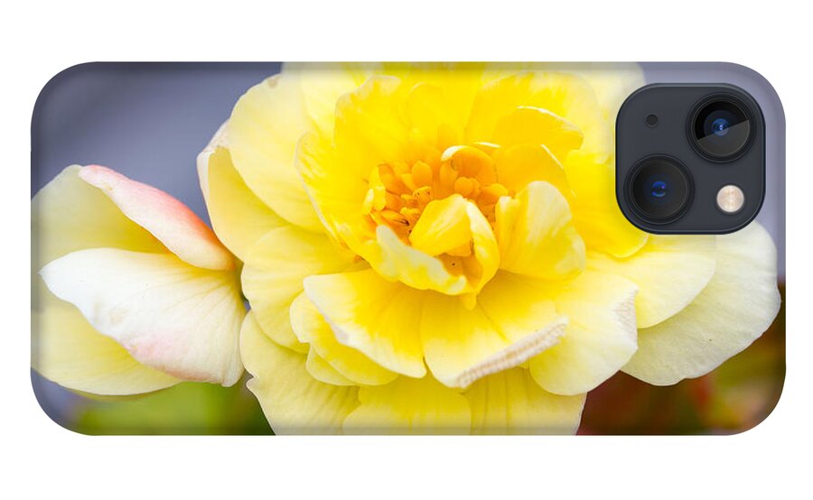 Yellow Flower iPhone 13 Case featuring the photograph Yellow Flower #1 by Susan Jensen