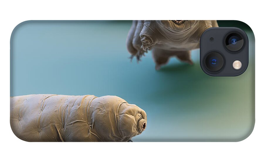 Paramacrobiotus Fairbanki iPhone 13 Case featuring the photograph Water Bear by Eye of Science and Science Source