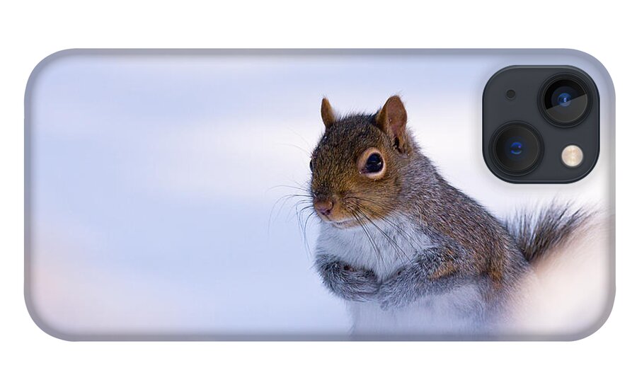 Grey iPhone 13 Case featuring the photograph Grey Squirrel In Snow by Jeff Sinon