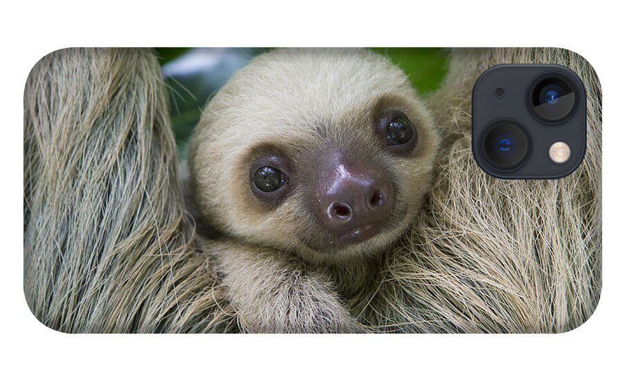 Suzi Eszterhas iPhone 13 Case featuring the photograph Hoffmanns Two-toed Sloth And Old Baby #2 by Suzi Eszterhas