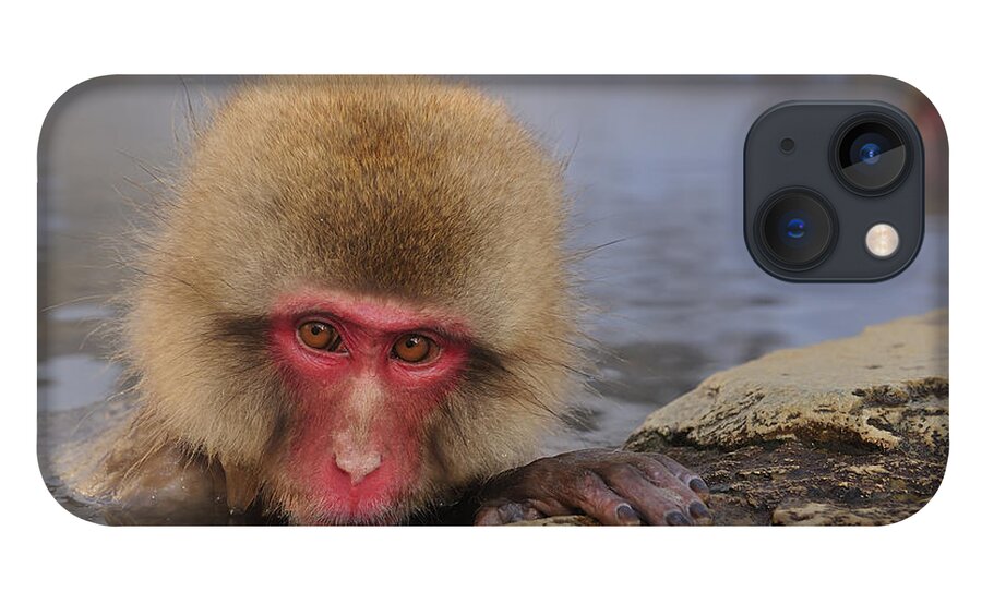Thomas Marent iPhone 13 Case featuring the photograph Japanese Macaque In Hot Spring #2 by Thomas Marent