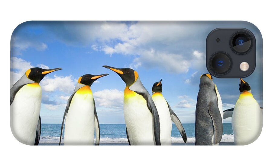 00345362 iPhone 13 Case featuring the photograph King Penguins in Gold Harbour by Yva Momatiuk John Eastcott