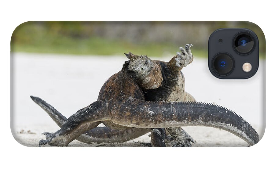 Tui De Roy iPhone 13 Case featuring the photograph Marine Iguana Males Fighting Turtle Bay #2 by Tui De Roy