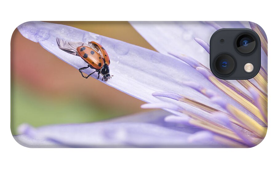 Ladybug iPhone 13 Case featuring the photograph Unfurling For Flight #2 by Priya Ghose