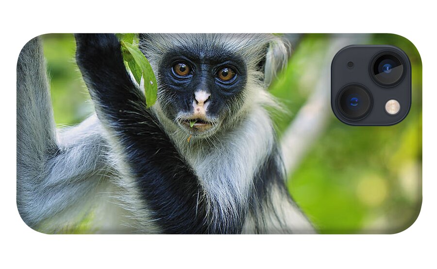 Thomas Marent iPhone 13 Case featuring the photograph Zanzibar Red Colobus In Tree Jozani by Thomas Marent