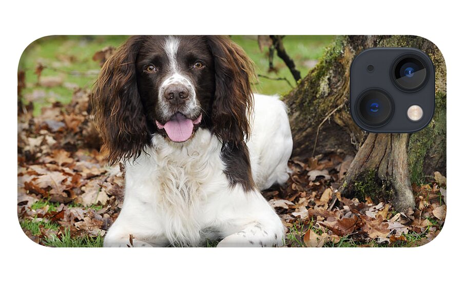 Dog iPhone 13 Case featuring the photograph English Springer Spaniel by John Daniels