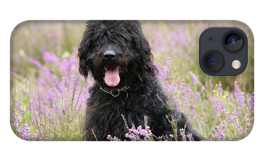 Labradoodle iPhone 13 Case featuring the photograph Black Labradoodle #3 by John Daniels