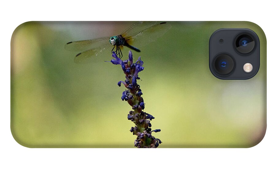 Blue Dragonfly iPhone 13 Case featuring the photograph Blue dragonfly #3 by Susan Jensen