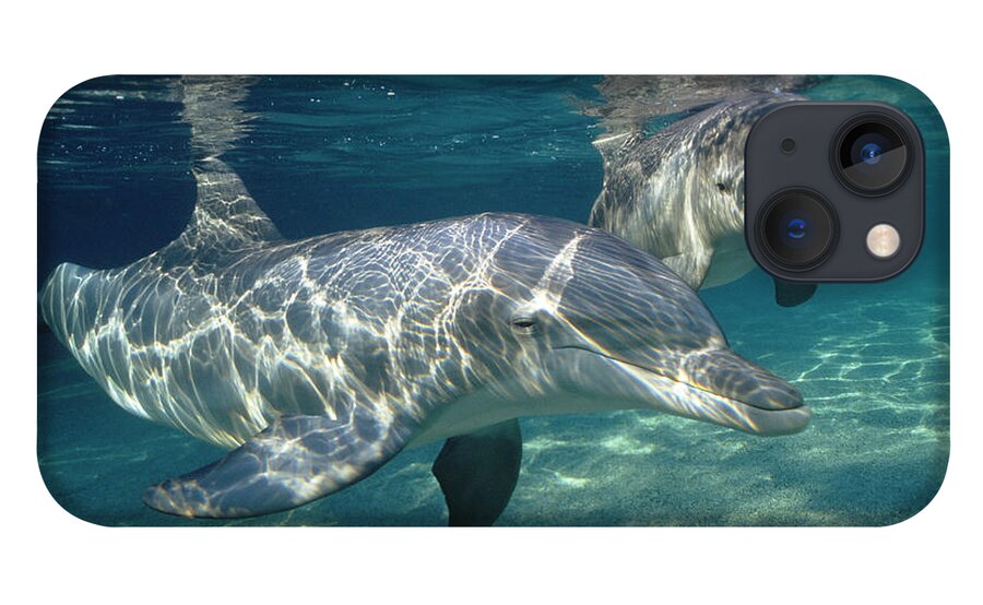 Feb0514 iPhone 13 Case featuring the photograph Bottlenose Dolphin Pair Hawaii #3 by Flip Nicklin