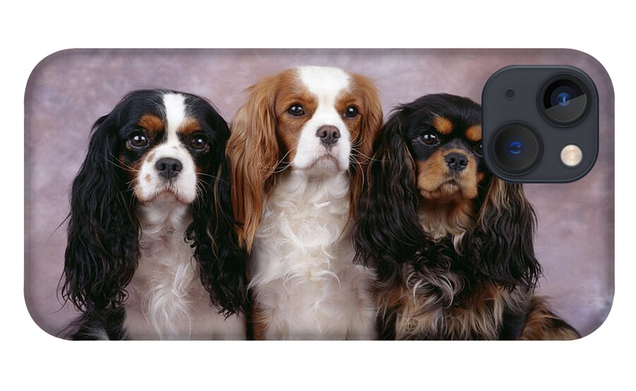 Dog iPhone 13 Case featuring the photograph Cavalier King Charles Spaniels by John Daniels