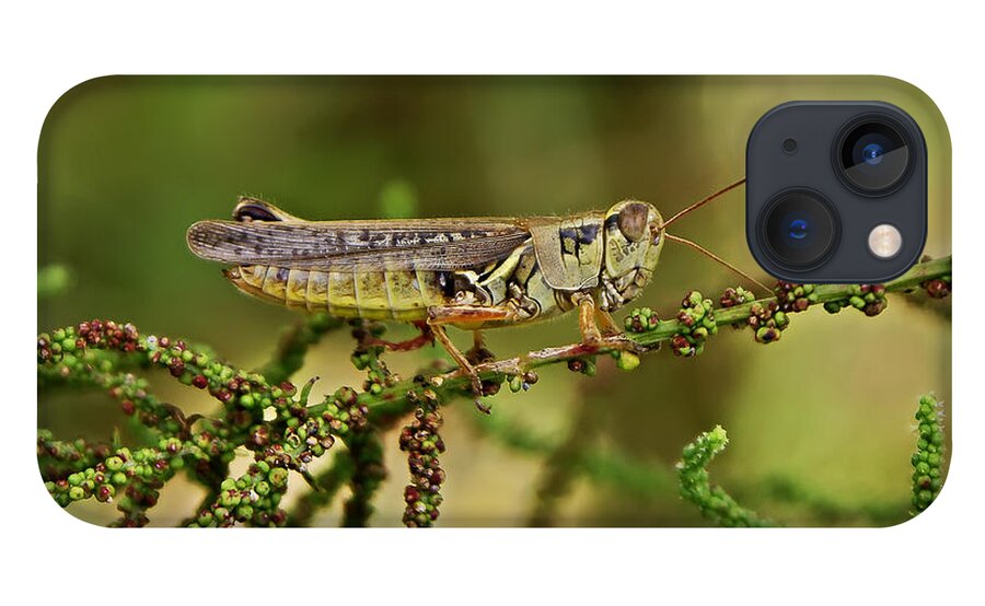 Grasshoppers iPhone 13 Case featuring the photograph Grasshopper #3 by Olga Hamilton
