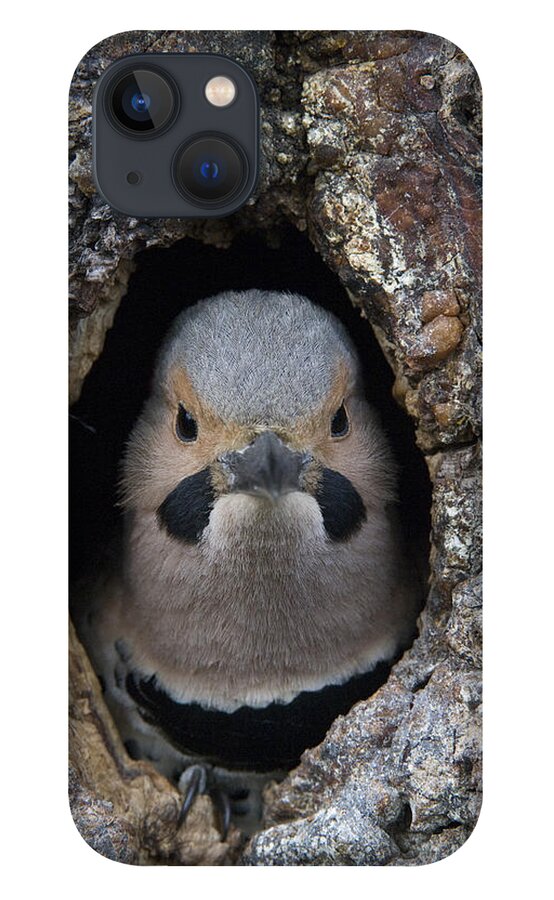 Michael Quinton iPhone 13 Case featuring the photograph Northern Flicker In Nest Cavity Alaska by Michael Quinton