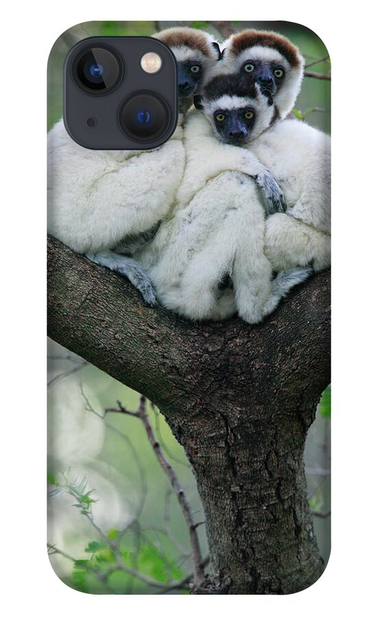 00621162 iPhone 13 Case featuring the photograph Verreauxs Sifaka Propithecus Verreauxi #2 by Cyril Ruoso