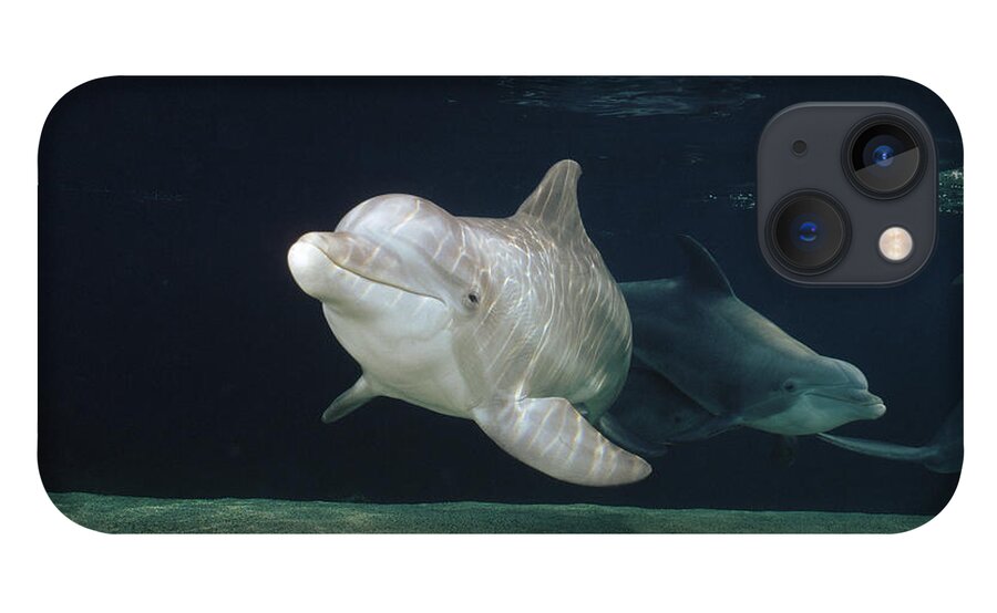 Feb0514 iPhone 13 Case featuring the photograph Bottlenose Dolphin Pair Hawaii by Flip Nicklin