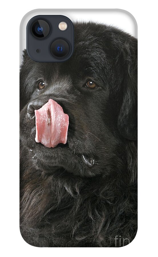 Newfoundland iPhone 13 Case featuring the photograph Newfoundland Dog #4 by Jean-Michel Labat