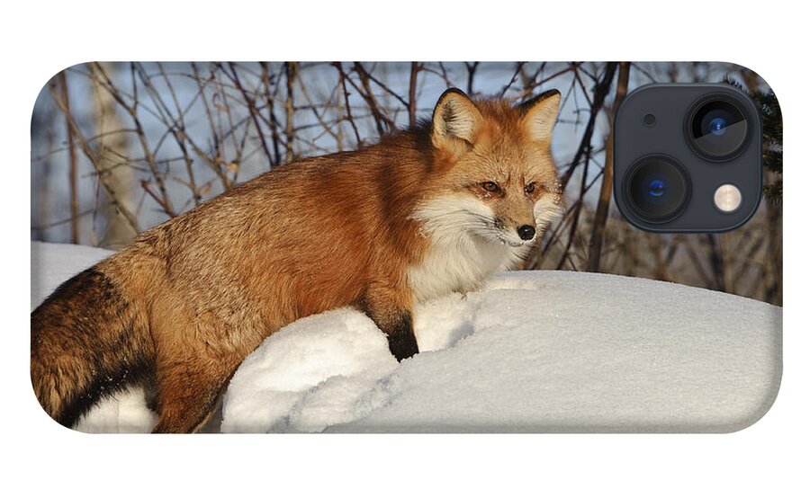 Minnesota Fauna iPhone 13 Case featuring the photograph Red Fox #4 by John Shaw