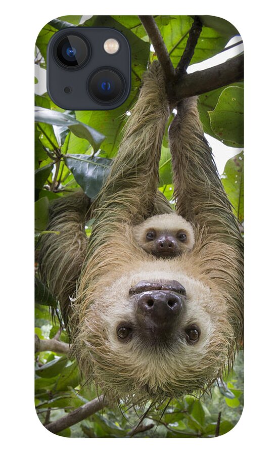 Mp iPhone 13 Case featuring the photograph Hoffmanns Two-toed Sloth And Old Baby by Suzi Eszterhas