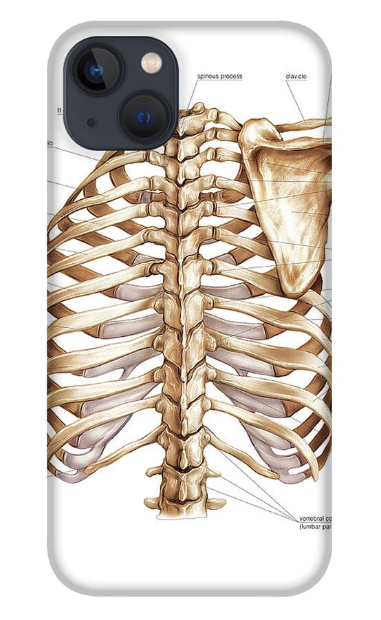 Trunk iPhone 13 Case by Asklepios Medical Atlas - Science Photo