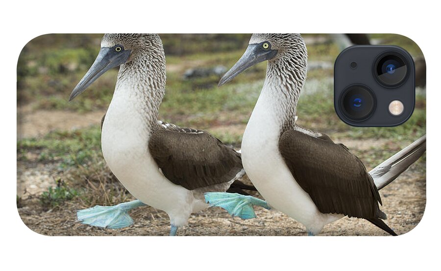 531698 iPhone 13 Case featuring the photograph Blue-footed Booby Pair Courting #8 by Tui De Roy