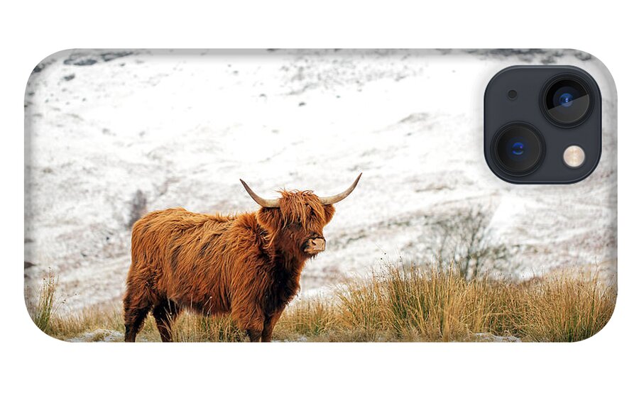 Highland Cattle iPhone 13 Case featuring the photograph Highland Cow by Grant Glendinning