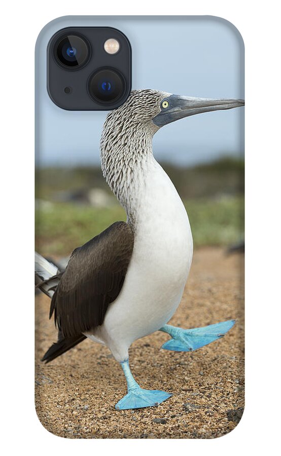 531678 iPhone 13 Case featuring the photograph Blue-footed Booby Courtship Dance #7 by Tui De Roy