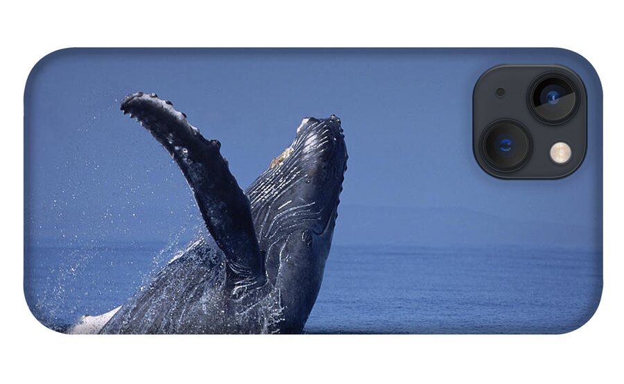 Feb0514 iPhone 13 Case featuring the photograph Humpback Whale Breaching Maui Hawaii #9 by Flip Nicklin