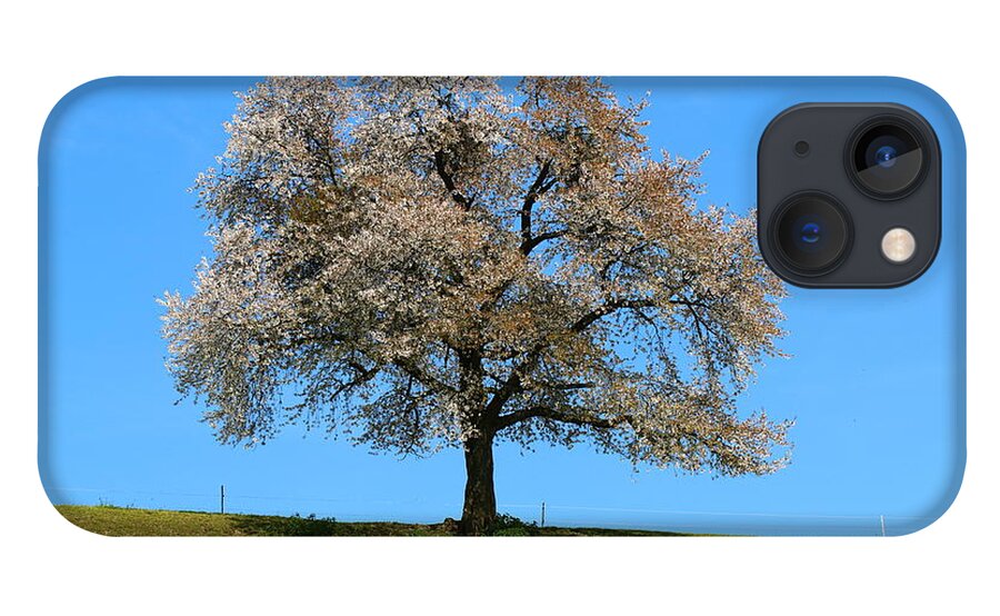  Agriculture iPhone 13 Case featuring the photograph A blooming lone Tree in Spring with canolas in front 2 by Amanda Mohler