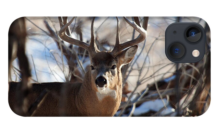 White Tail Buck iPhone 13 Case featuring the photograph A Buck in the Bush by Jim Garrison