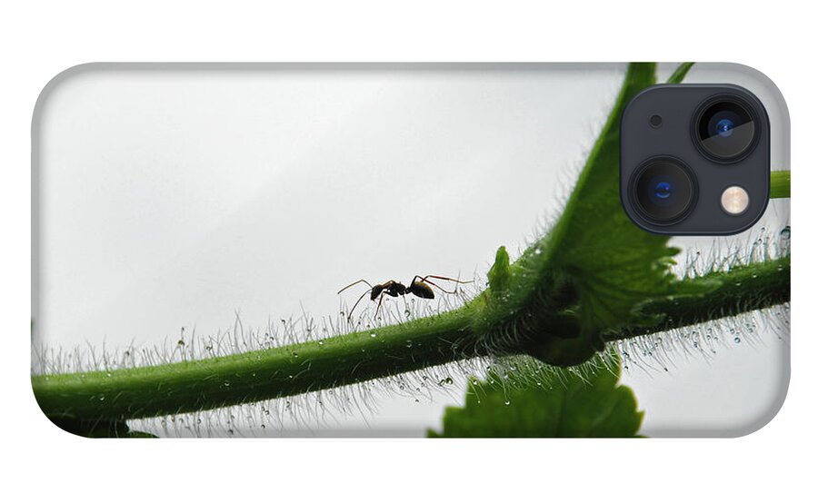 Insect iPhone 13 Case featuring the photograph A Bugs Life by Gopan G Nair