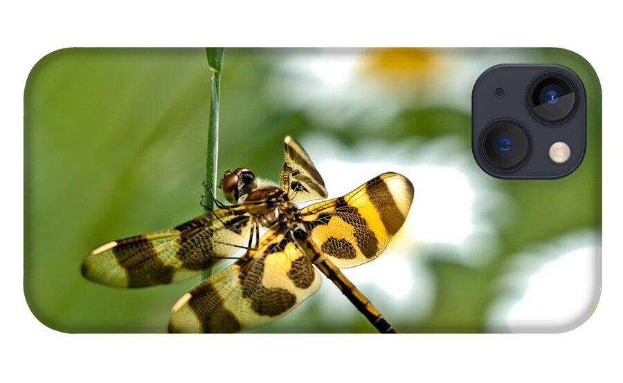 Halloween Pennant Dragonfly iPhone 13 Case featuring the photograph A Dragonfly's Life by Cheryl Baxter