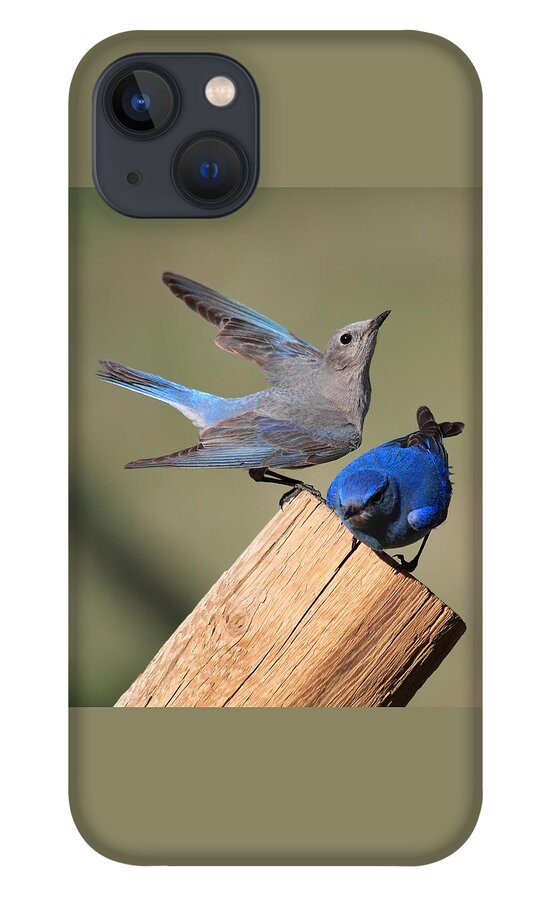 Blue Birds iPhone 13 Case featuring the photograph A Great Pair by Shane Bechler