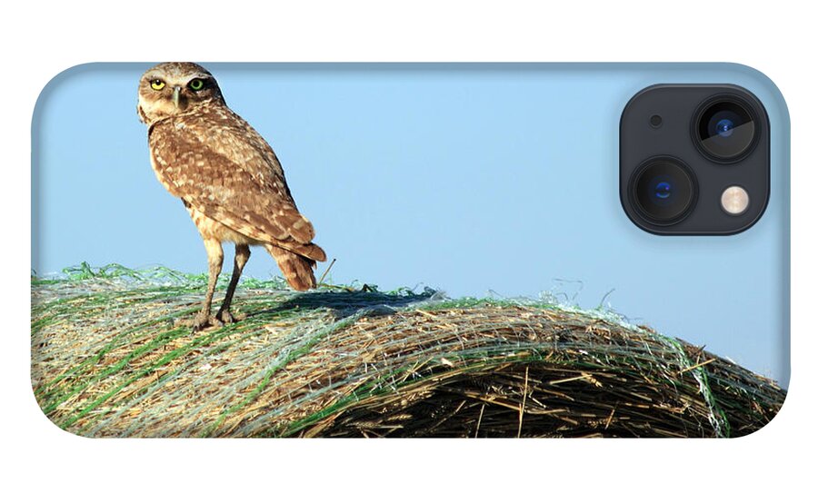 Owl iPhone 13 Case featuring the photograph About To Bale by Shane Bechler