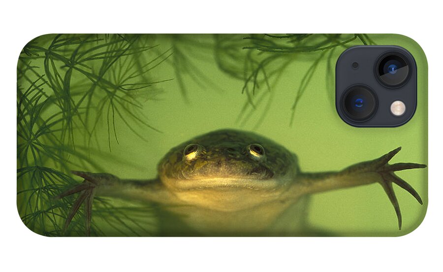 Feb0514 iPhone 13 Case featuring the photograph African Clawed Frog by Heidi & Hans-Juergen Koch
