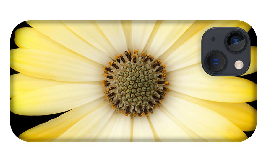 Daisy iPhone 13 Case featuring the photograph African Daisy by Patty Colabuono
