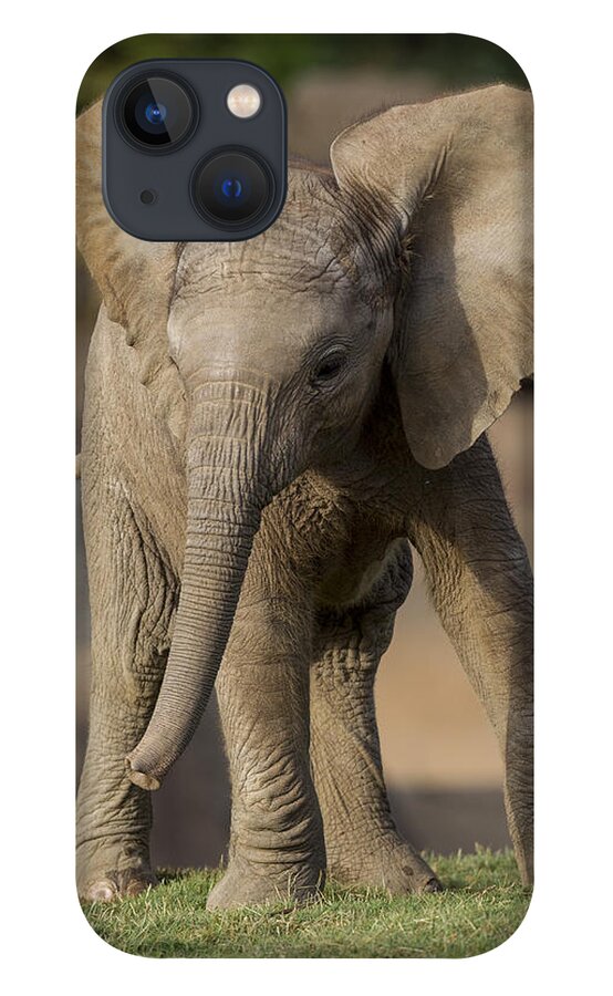 Feb0514 iPhone 13 Case featuring the photograph African Elephant Calf Displaying by San Diego Zoo