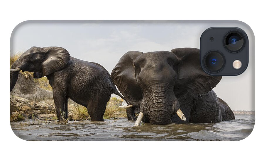 Vincent Grafhorst iPhone 13 Case featuring the photograph African Elephants In The Chobe River by Vincent Grafhorst