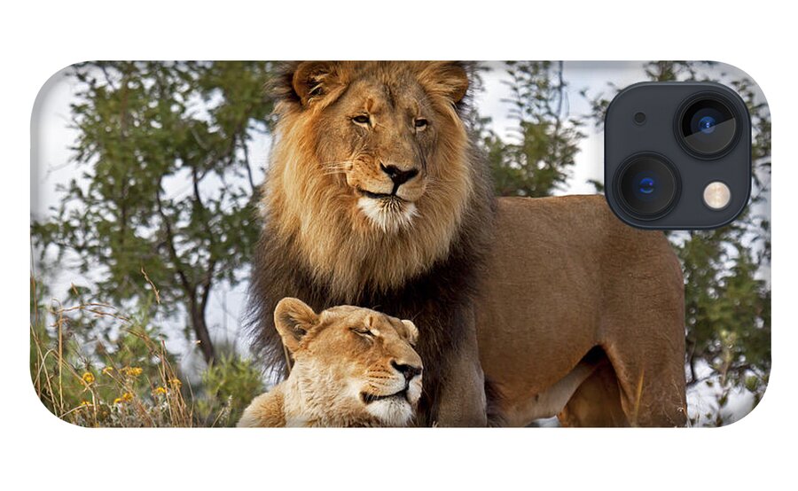 Nis iPhone 13 Case featuring the photograph African Lion And Lioness Botswana by Erik Joosten