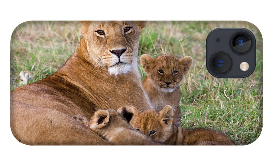00761783 iPhone 13 Case featuring the photograph African Lioness and Young Cubs by Suzi Eszterhas