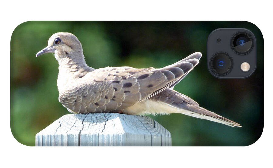 Dove iPhone 13 Case featuring the photograph Afternoon Visitor by Rennae Christman