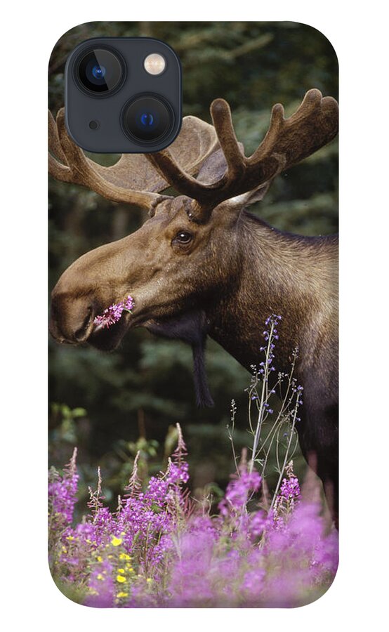 Feb0514 iPhone 13 Case featuring the photograph Alaska Moose Feeding On Fireweed Alaska by Michael Quinton