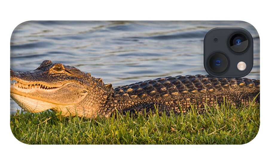 Alligator iPhone 13 Case featuring the photograph Alligator Smile by Ed Gleichman
