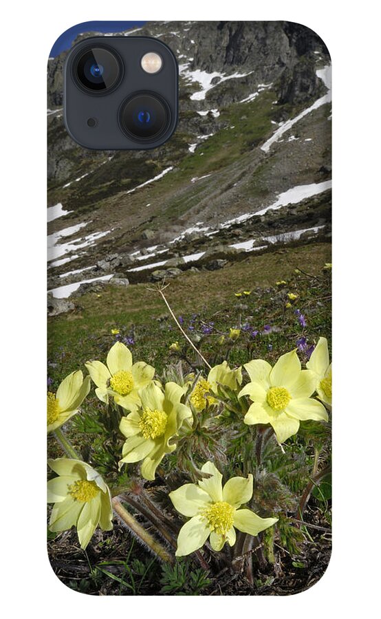 Feb0514 iPhone 13 Case featuring the photograph Alpine Pasque Flower Swiss Alps by Thomas Marent