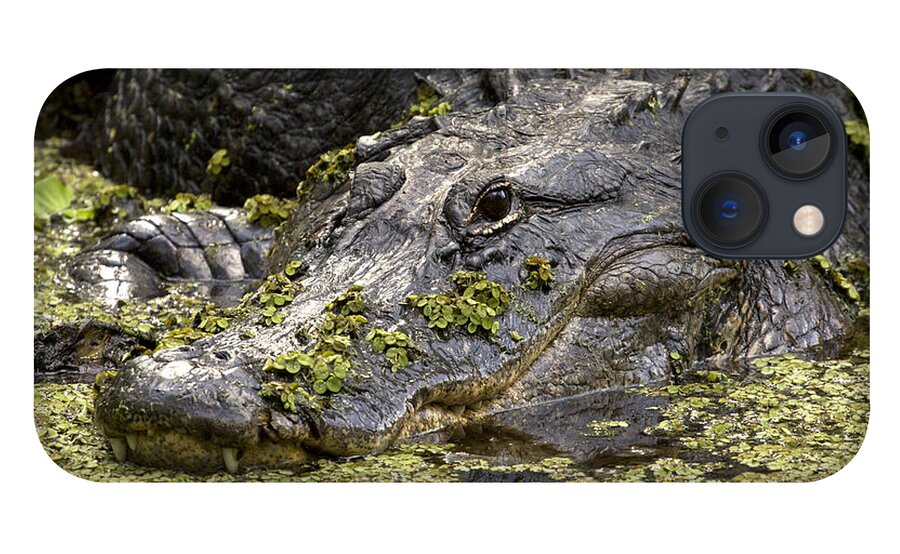 American Alligator iPhone 13 Case featuring the photograph American Alligator Print by Meg Rousher